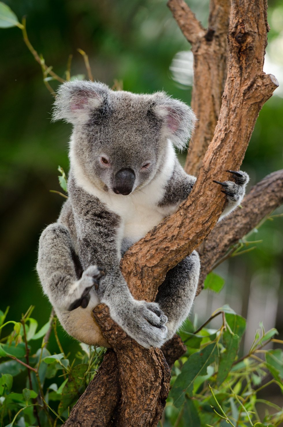 Koala